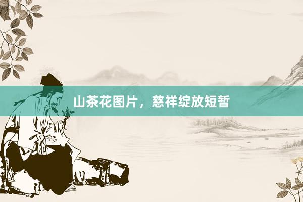 山茶花图片，慈祥绽放短暂