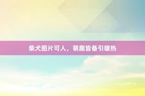柴犬图片可人，萌趣皆备引暖热
